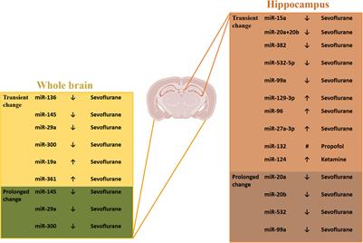 The Role of Epigenetic Modifications in Neurotoxicity Induced by Neonatal General Anesthesia